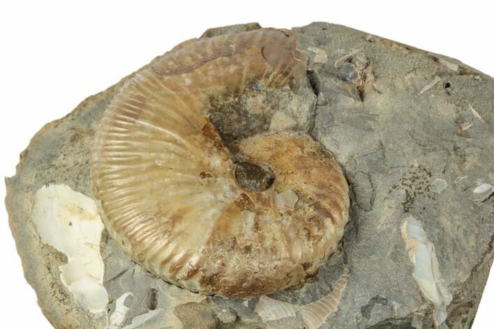 Cretaceous Fossil Ammonite (Jeletzkytes) - South Dakota #189348